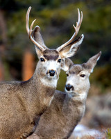 White-tail buck and doe at RMNP