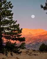 Moraine Park Morning, RMNP CO