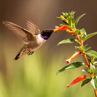 Male Black Chinned Hummingbird, Parker CO