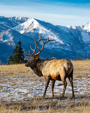 Early Morning Elk, near RMNP