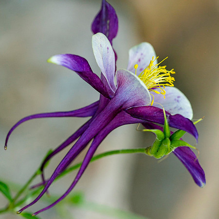 Dancing Columbine, Parker CO