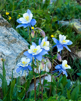 Colorado Columbine, Loveland Pass CO