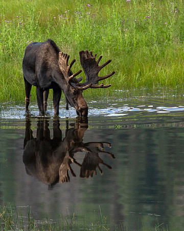 Bull Moose at Sheep Lakes, RMNP CO