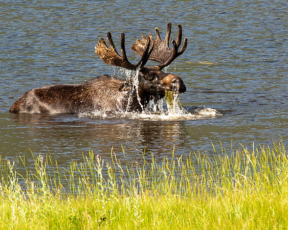 Moose Shower, Sheep Lakes, RMNP CO