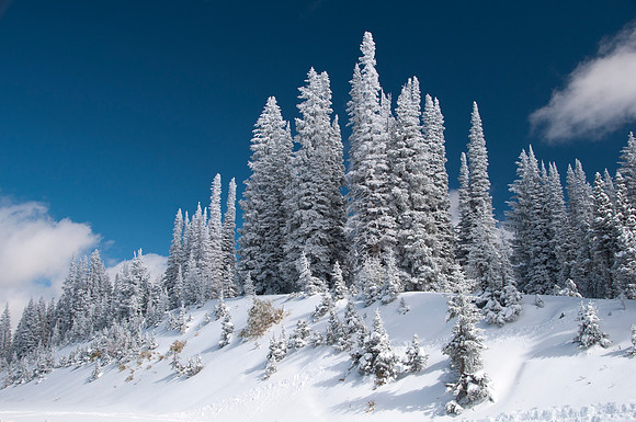 Snow covered trees, Rabbit Ears Pass, CO