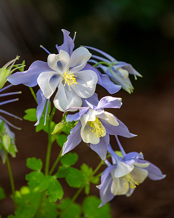 Colodrado Columbine, State Flower