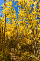 Trail near the beginning of the Colorado Trail