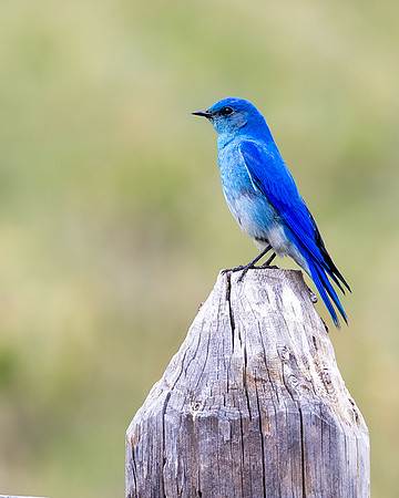 mountain Blue Bird, RMNP CO