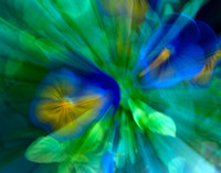 Macro in Motion