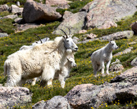 Rocky Mountain Goat family, Mt Blue Sky, CO