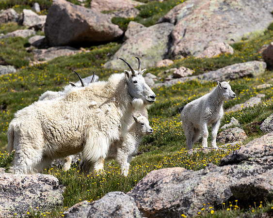 Rocky Mountain Goat family, Mt Blue Sky, CO