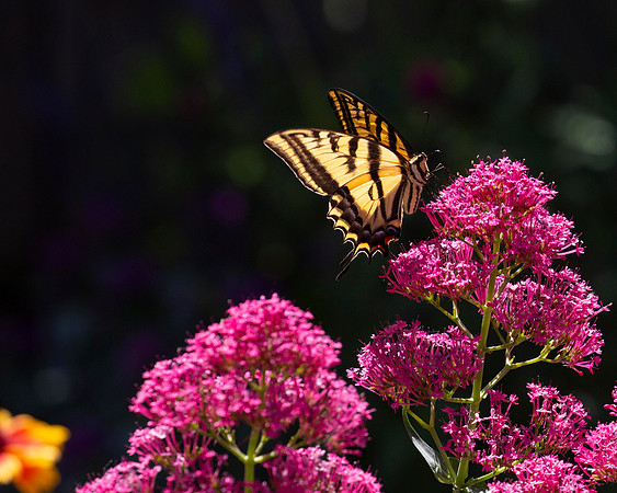 Swallowtail on Jupiter's Beard, Parker CO