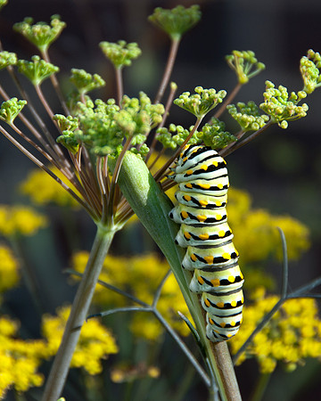 Caterpillar, Allen TX
