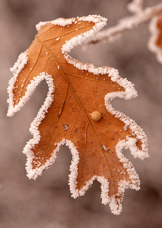 Rime frost on Oak leaf, Garden of the Gods, CO