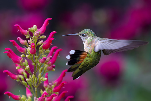 Broad-Taoled hummingbird feeding at a Red-Bird-In-The-Tree plant