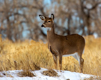 White-tail doe at RMA